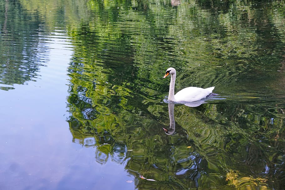 swan, bird, danube, donaueschingen, summer, park, schlossgarten, plant, water, river