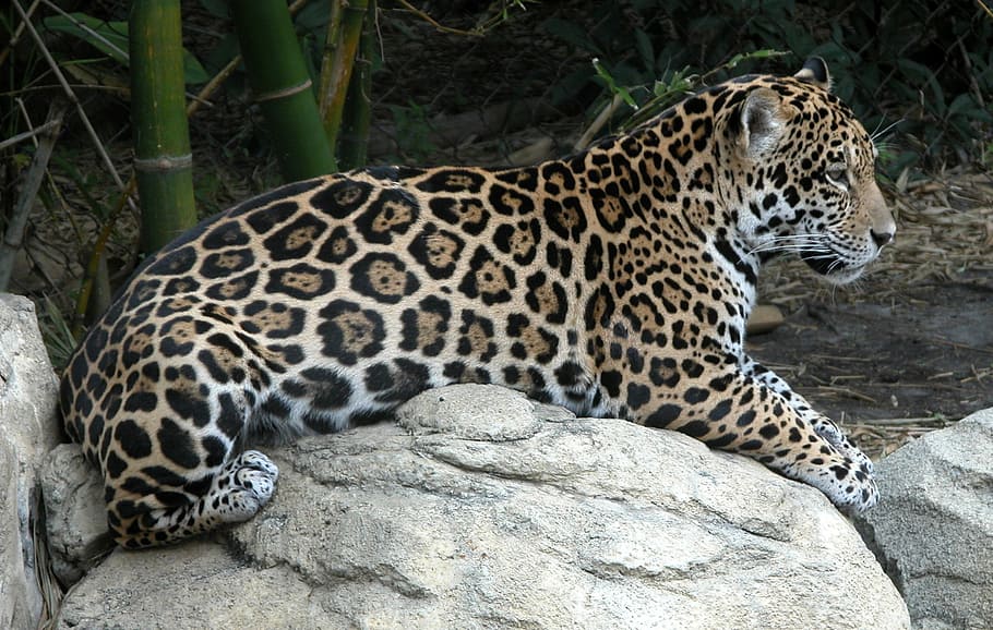 macan tutul di atas batu, jaguar, bintik-bintik, hutan, liar, hewan, pola, bulu, alam, margasatwa