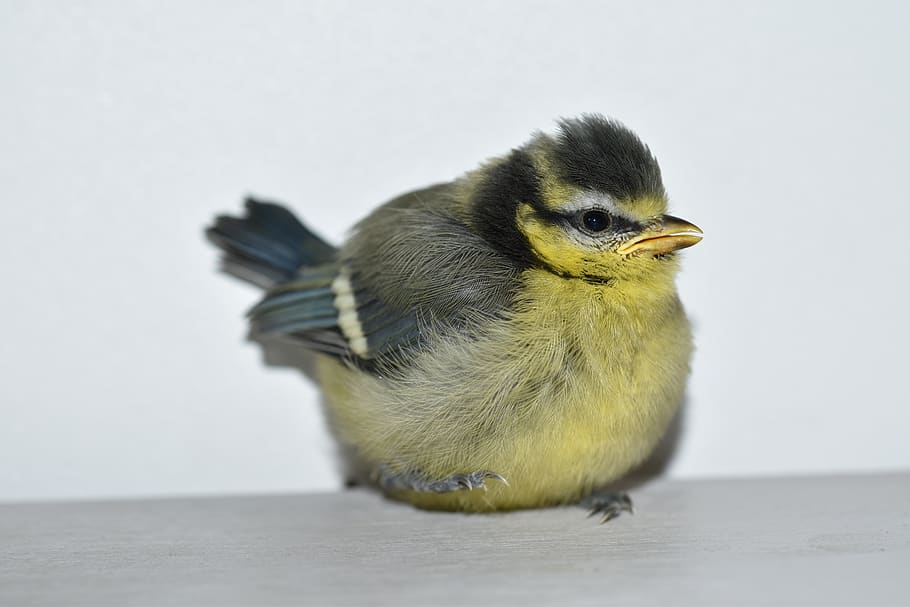 bird, bird tit, tit, baby tit, plumage, animal, sparrows, little bird, yellow beak, beak beautiful plumage