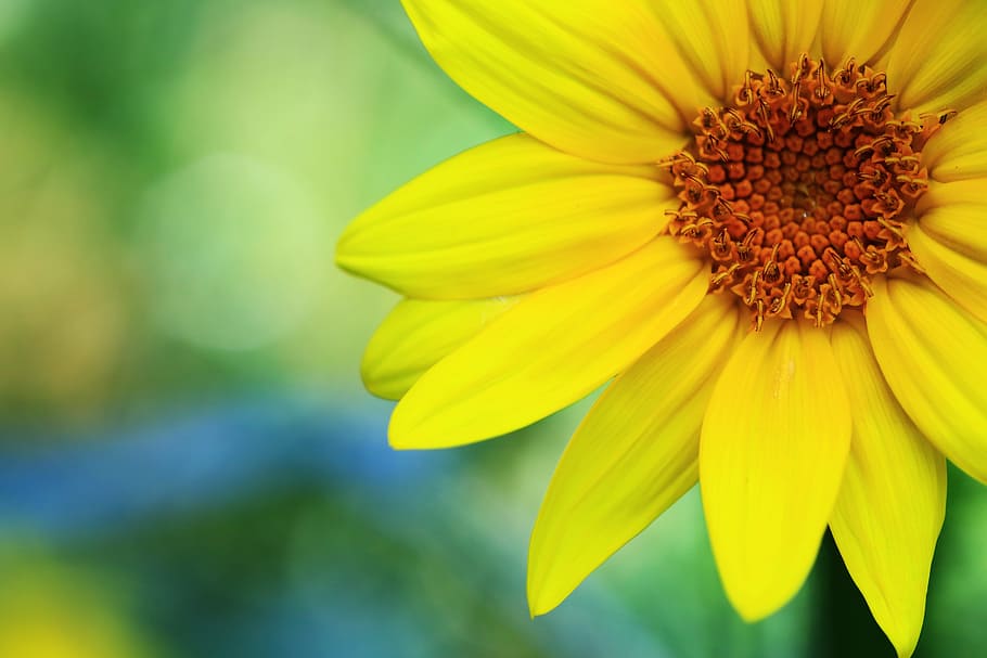 selektif, foto fokus, kuning, bunga, bunga matahari, musim gugur, haman, pemandangan, alam, republik korea