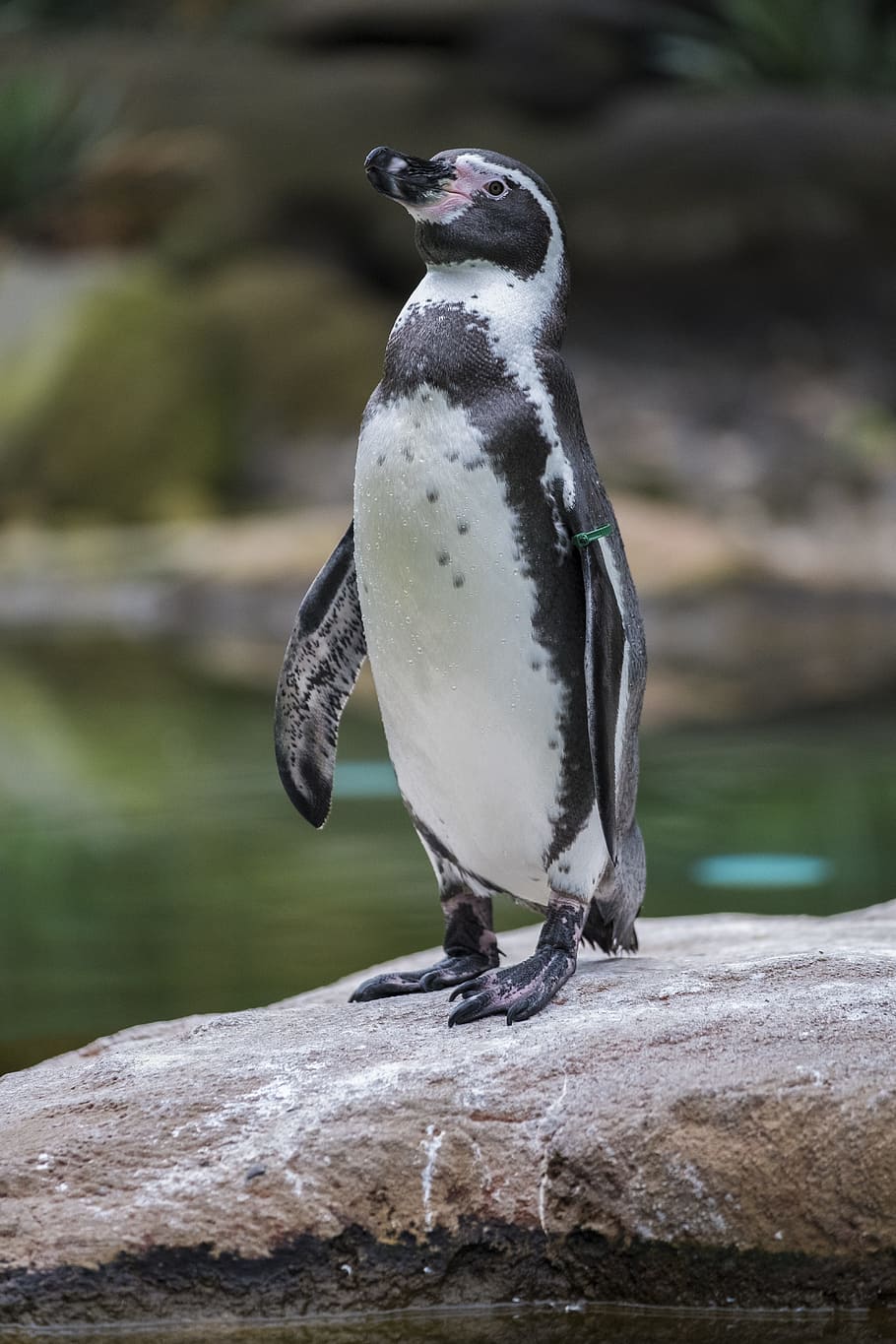 penguin, standing, rock, seevogel, humboldt penguin, humboldt, bird, water bird, water, animal