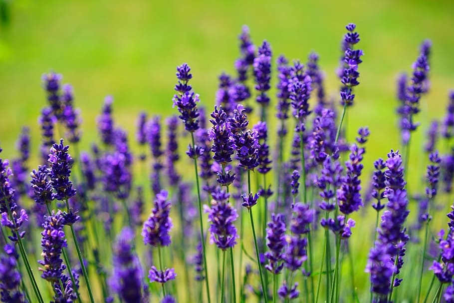 dangkal, fotografi fokus, ungu, lavender, bunga, tanaman liar, bunga liar, bunga lavender, lavender sejati, daun lavender sempit
