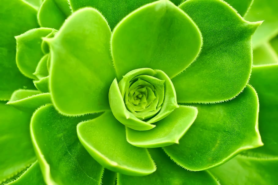 fotografía de primer plano, verde, planta de echeveria, wurz, houseleek, planta de cúrcuma, cúrcuma de casa ordinaria, sempervivum, puntiaguda, planta suculenta