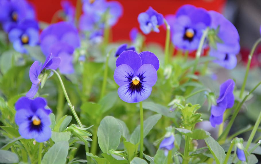 flowers, flower, jardiniere, pot, thoughts blue, flowering, flowers were, purple flowers, country, purple