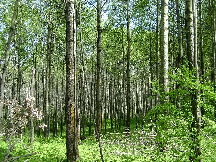 aspen, osinski, Aspen, Osinski, forest, tree, nature, tree trunk, woodland, plant, land