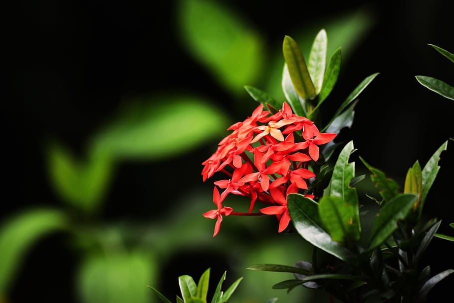 traditional, ixora, flower, flowering plant, plant, red, beauty in nature, leaf, plant part, close-up