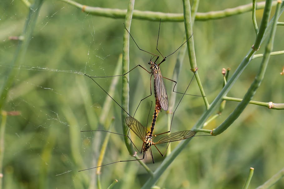 mosquitoes, daddy longlegs, close, langbein mosquitoes, pairing, vermin, wing, insect, nature, animal