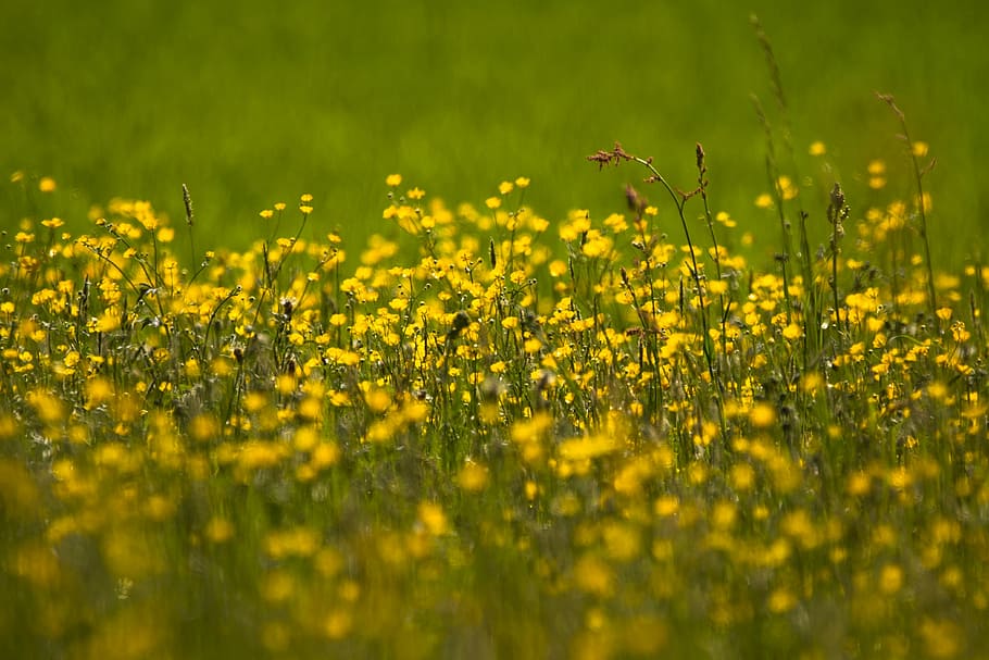 buttercup, ranunculus, field of flowers, field, meadow, hahnenfußgewächs, grass, yellow flower, yellow, flower
