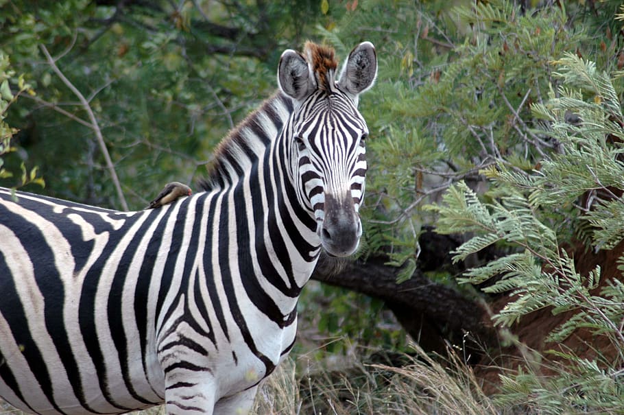 kuda zebra, Taman Nasional kruger, Afrika Selatan, Afrika, kruger, Selatan, taman, Nasional, alam, hewan