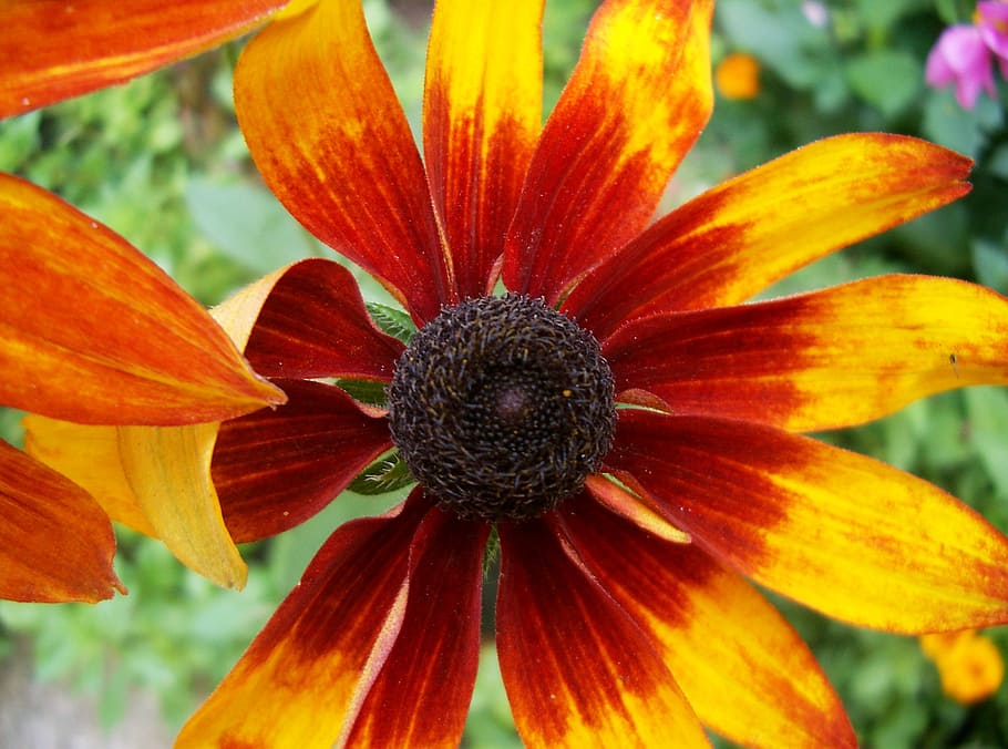 echinacea, yellow, reddish, flower, flowering plant, petal, beauty in nature, flower head, inflorescence, fragility