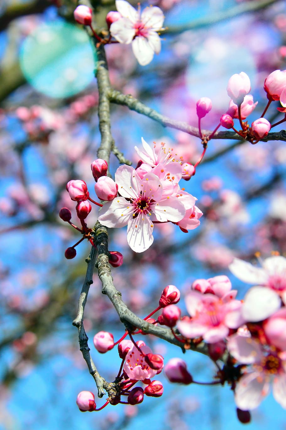 selective, focus photography, pink, cherry, blossoms, flower, nature, season, branch, blooming
