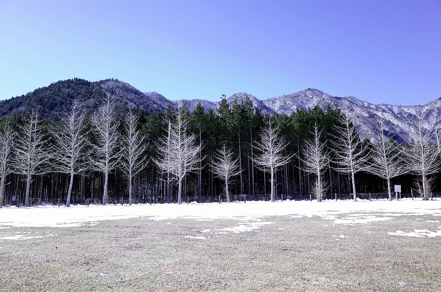 withered, trees, surrounded, snow, winter, wood, foot cum i et al, landscape, mountains, nature