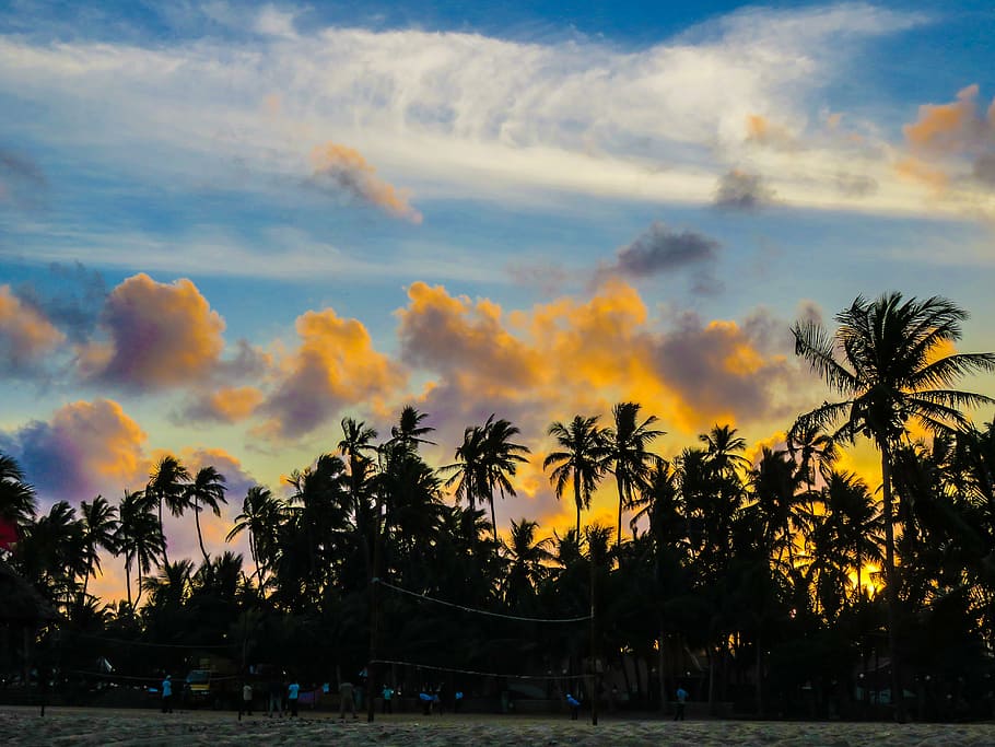 silhoutte photography, trees, golden, hour, coconut, orange, clouds, photography, palm trees, sunset