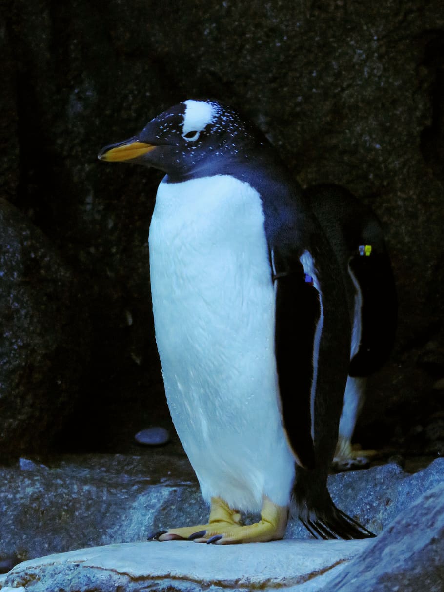 gentoo penguin, penguin, calgary zoo, gentoo, animal themes, bird, animal wildlife, animal, animals in the wild, vertebrate