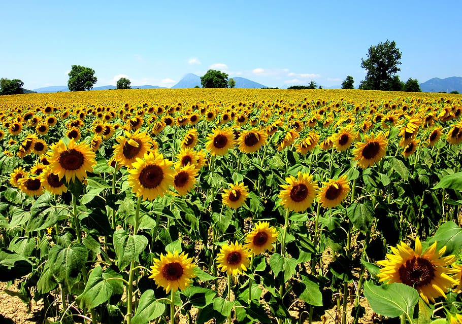 sunflower, field, nature, summer, flowers, flora, sunflowers, bloom, bright, petals