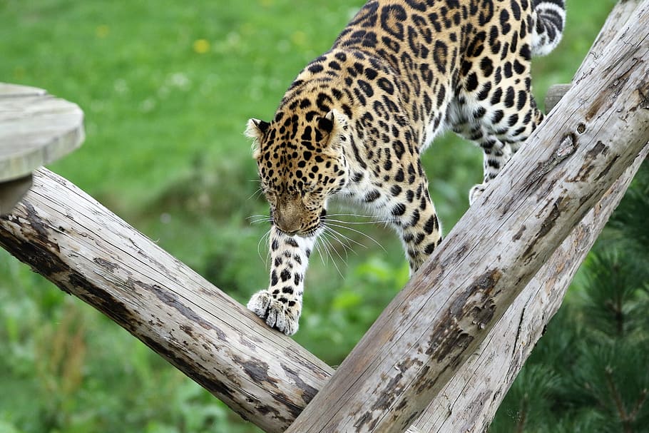 Leopardo, Big Cat, Naturaleza, Animal, manchas, natural, mamífero, salvaje, depredador, carnívoro