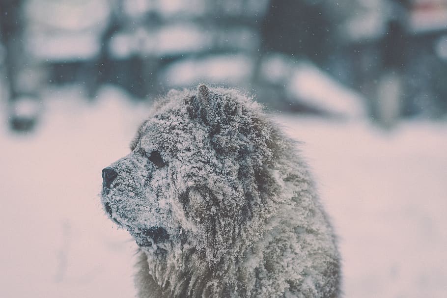 snow, winter, white, cold, weather, ice, nature, arctic, animal, bear