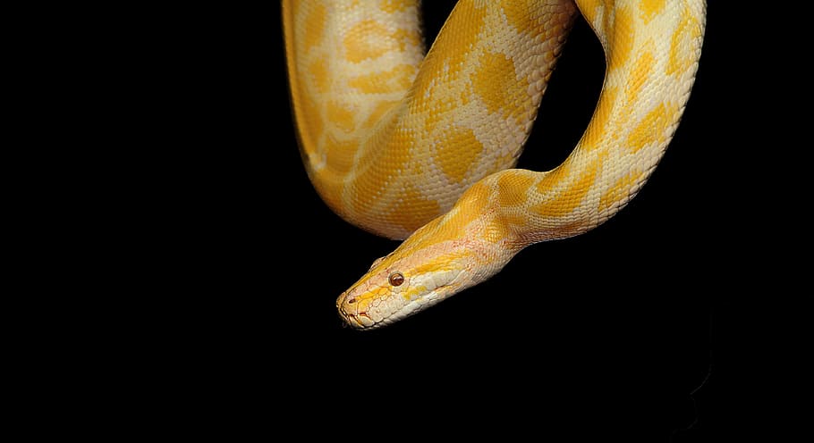 yellow snake, snake, python, yellow python, reptile, animal, nature, fauna, exotic, animal themes
