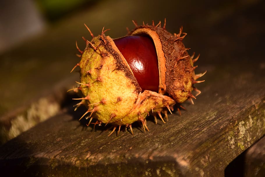 chestnut, buckeye, ordinary rosskastanie, autumn, brown, common rosskastanie, horse chestnut, shiny, fruits, close