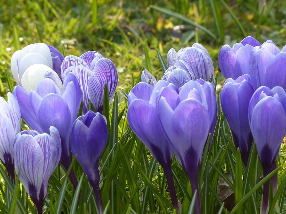 azafrán, amarillo, púrpura, violeta, azul, floración, flor, planta, naturaleza, primavera