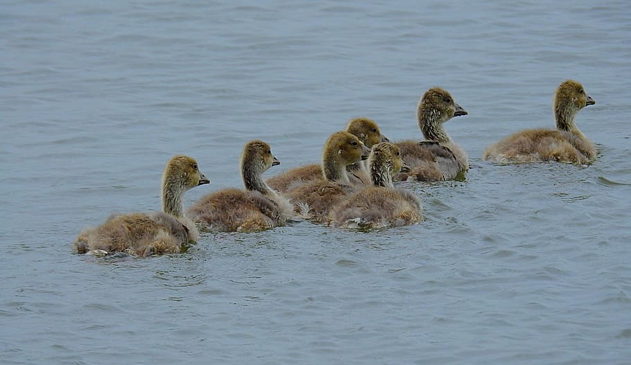 young geese, lake, wild birds, animal wildlife, animals in the wild, water, animal themes, group of animals, young animal, animal