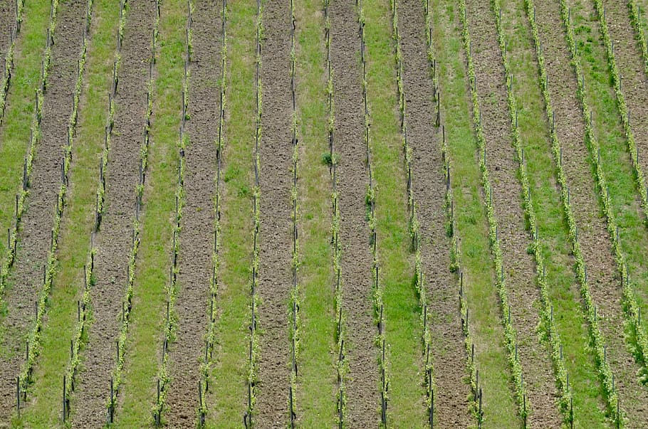 vineyard, vines, spring, wine, winegrowing, agriculture, background, graphical, green color, growth