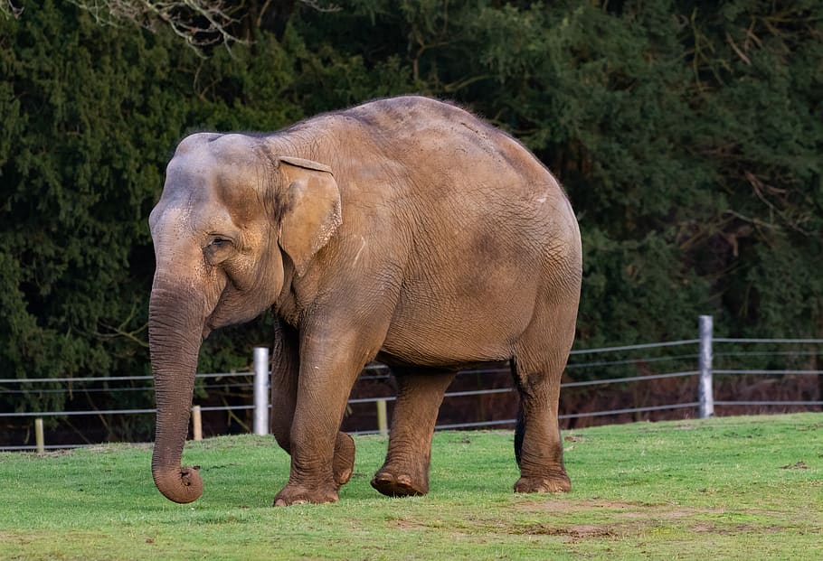 indian elephant, elephants, male elephant, female elephant, zoo, wild elephants, captive elephants, elephant, wise, old