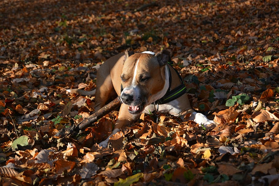 anjing, musim gugur, amstaff, pitbull, amerika staffordshire terrier, daun, lantai, bagian tanaman, satu hewan, tema hewan