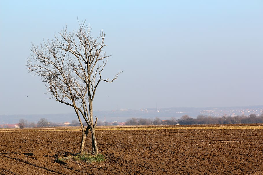 tree, landscape, nature, soil, ground, sky, agronomy, plough, blue, agriculture