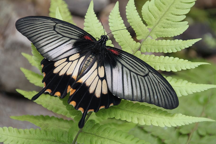 black, brown, gray, moth, fern, leaf, butterfly garden, zupthen, butterfly, cash