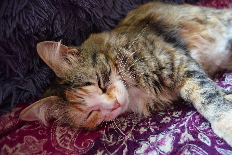 cat, cute, fluffy, purple, hair, eyes, closed, relaxed, serene, animals