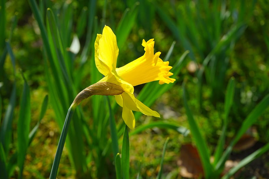 daffodil, nazisse, flower, blossom, bloom, yellow, spring, narcissus, amaryllidoideae, amaryllis plant