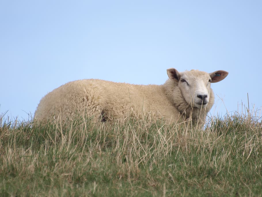 sheep, dike, north sea, grass, rest, relaxation, chill out, wool, nature, agriculture