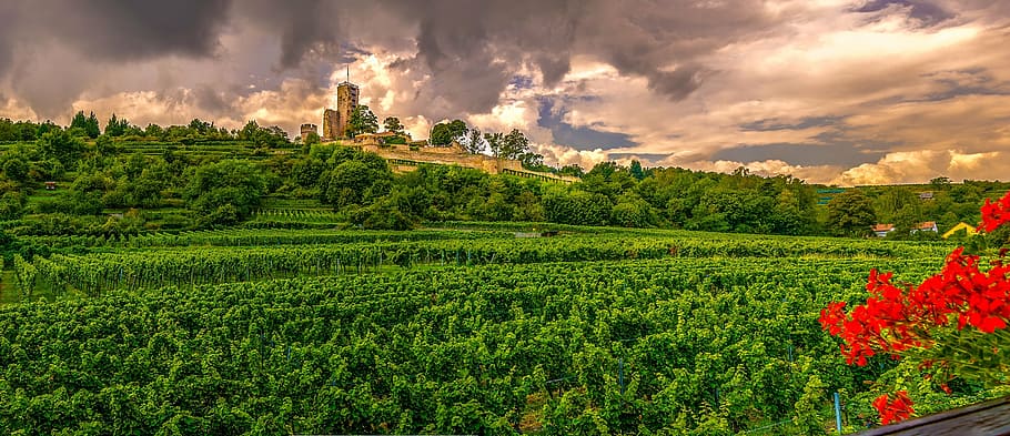 photography, flower garden, home guard, squall line, castle, vineyard, nature, sachsen, ruin, clouds