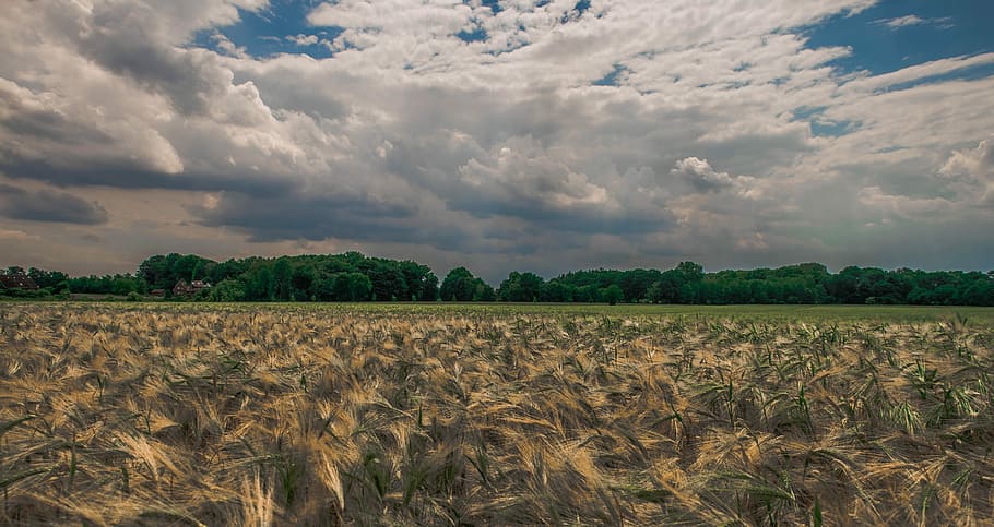 wheat, field, germany, summer, agriculture, harvest, rural, crop, landscape, outdoors
