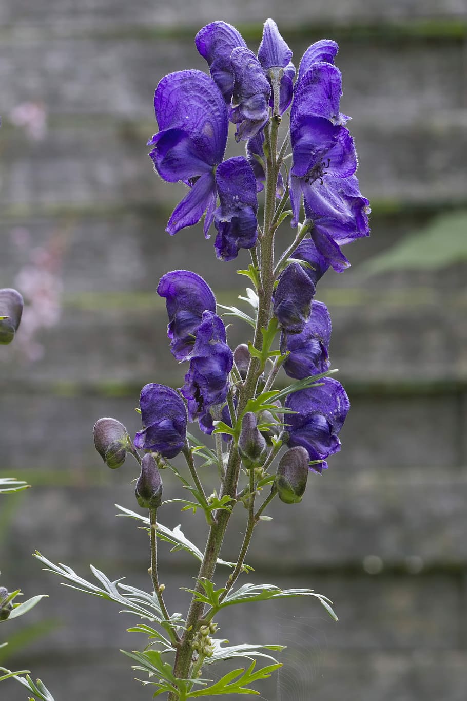 Monkshood, Dark Purple, blue, purple, aconitum napellus, aconite, hahnenfußgewächs, ranunculaceae, moenchskapp, fisherman cap