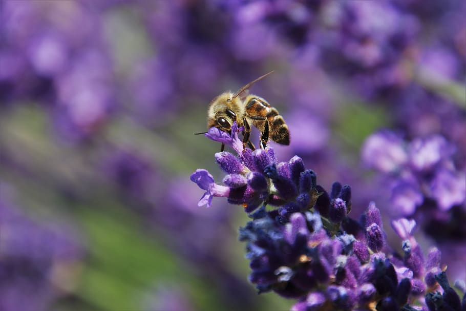 polinización, lavanda, provenza, insecto, violeta, olor a polen, jardín, néctar, púrpura, ala