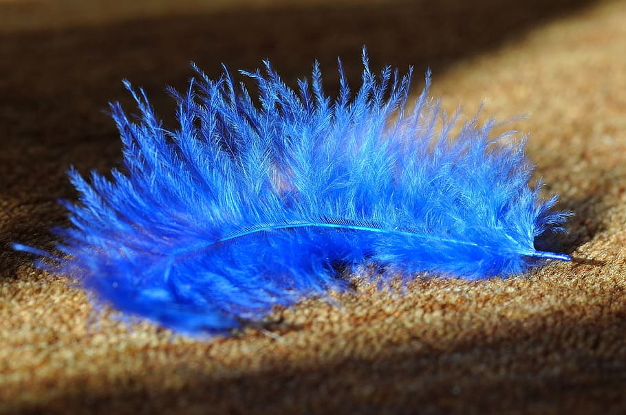 close, photography, blue, feather, animal springs, bird feather, airy, tender, soft, carpet