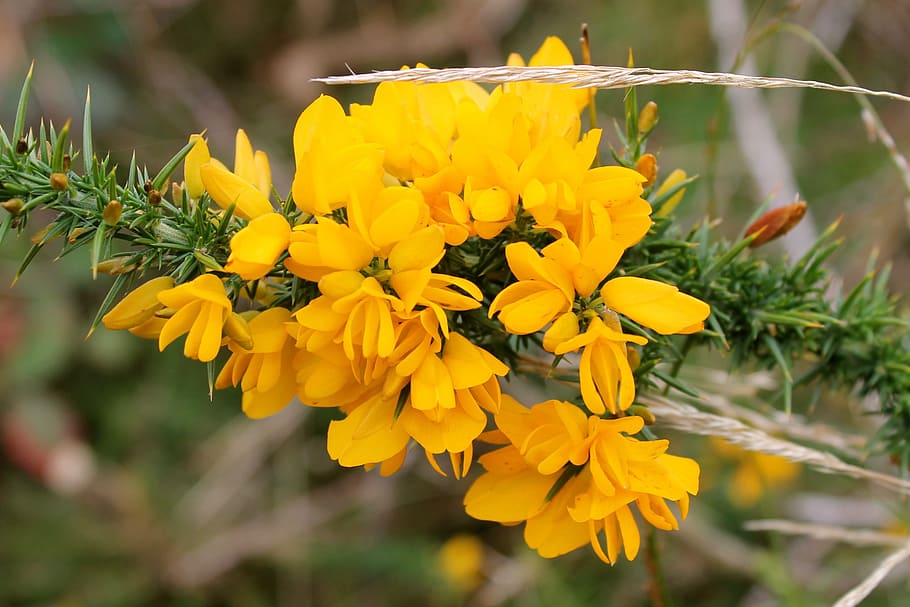 Gorse, Ulex, Furze, Whin, Yellow, Flower, moorland, plant, outdoors, focus on foreground