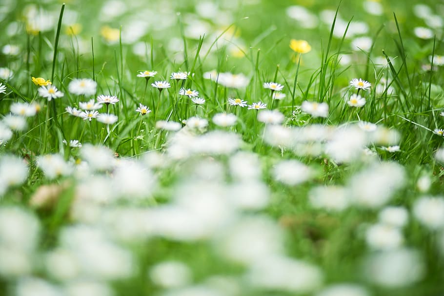 park, Grass, Daisies, nature, green Color, plant, meadow, summer, outdoors, springtime
