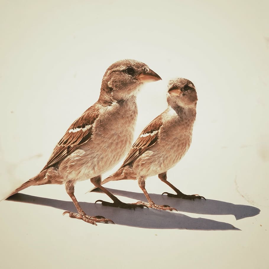 two, brown, sparrows, white, surface, close, gray, birds, pet, animal