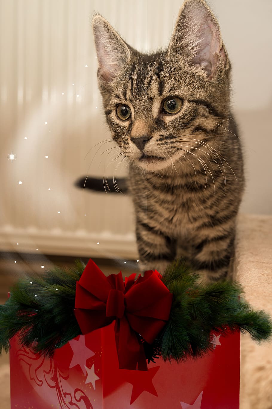 cat, small, mackerel, christmas, christmas gift, tannenzweig, loop, kitten, domestic cat, pet
