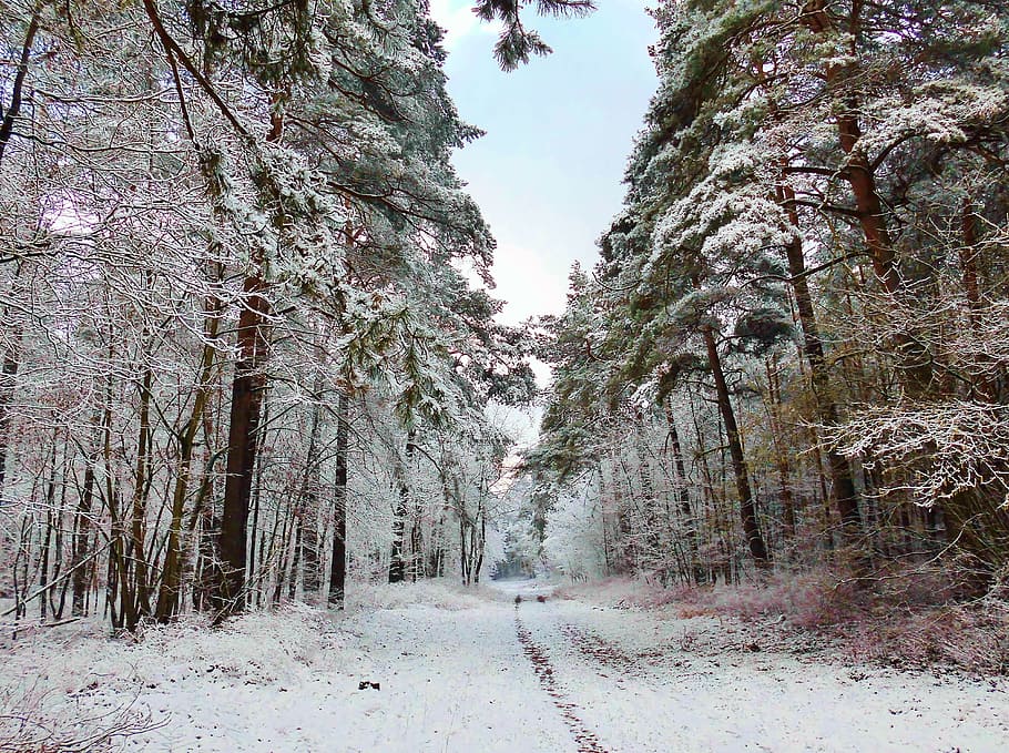 road, surrounded, trees, daytime, winter, forest path, snow, wintry, nature, snowy