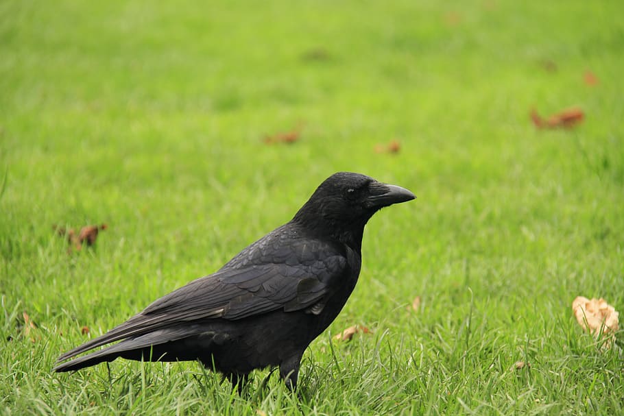 crow, lawn, raven, grass, green, bird, field, environment, summer, park