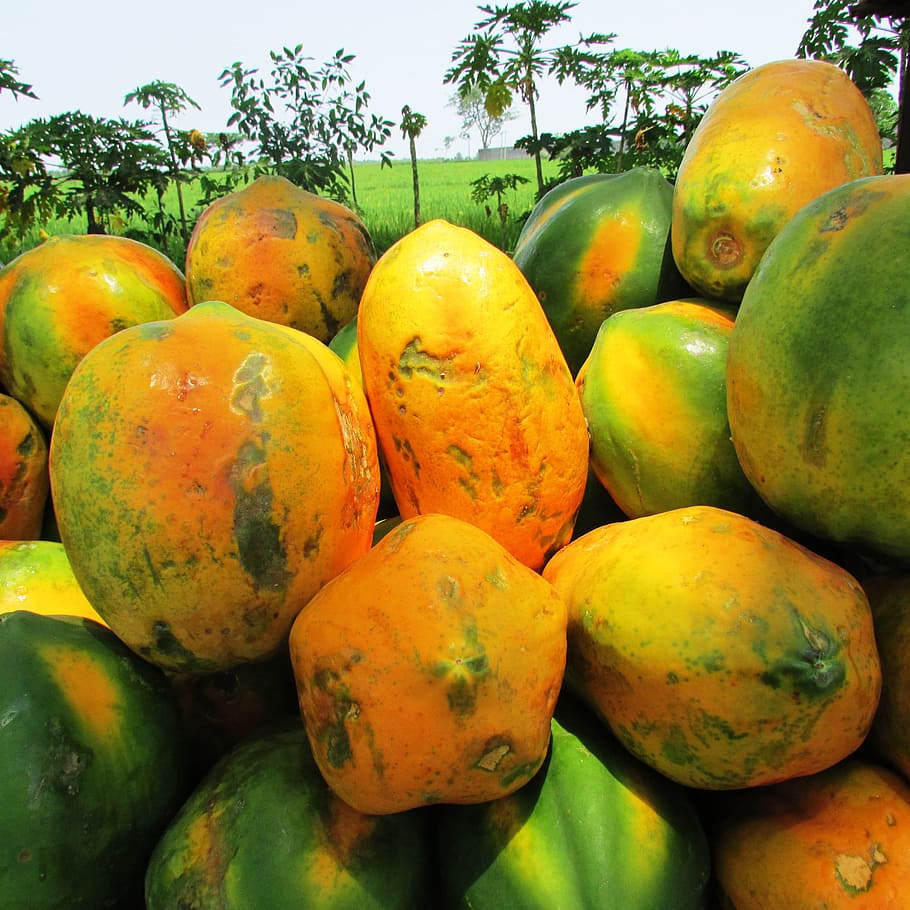 yellow, green, papaya fruits, daytime, Papaya, Fruit, Ripe, Tropical, Exotic, heap