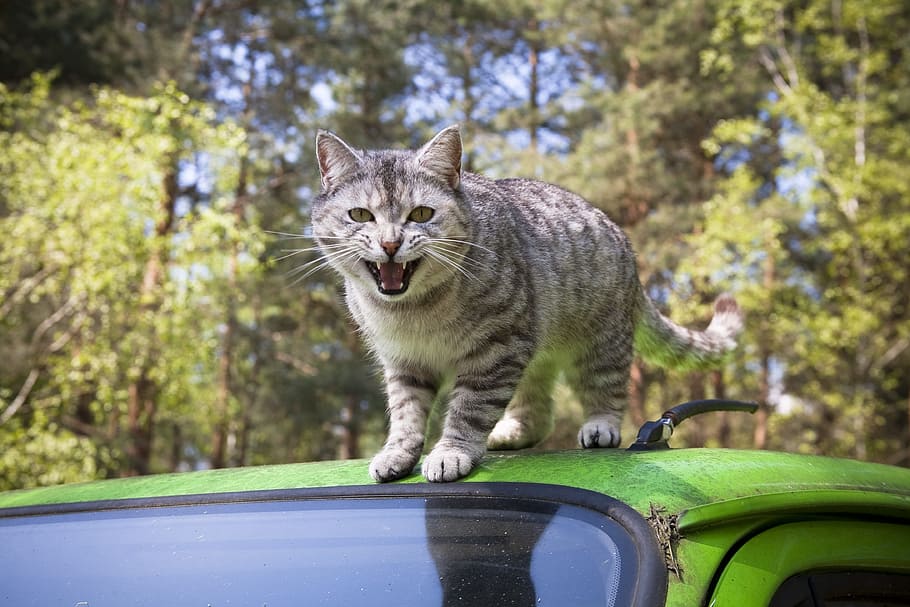 gray, tabby, cat, top, green, vehicle roof, daytime, grey, domestic cat, mieze