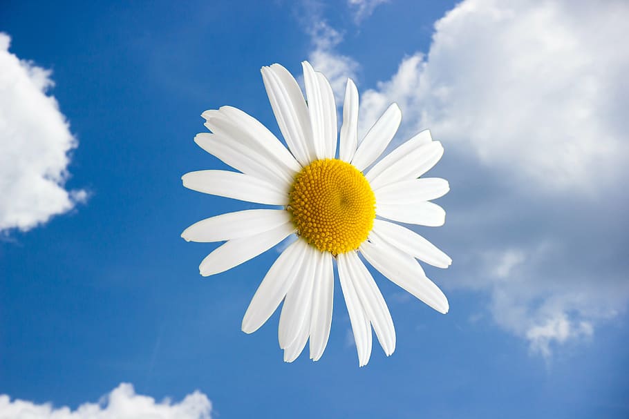 margriet, flowers, flower, clouds, air, light, daisy, nature, summer, chamomile Plant