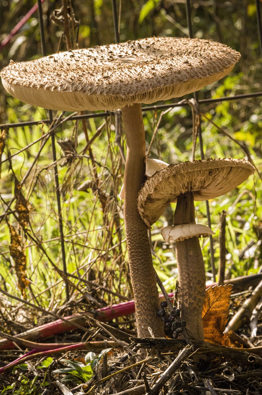 jamur, tongkat drum, kumpulkan, hutan, kayu bawah, musim gugur, sayur-mayur, menanam, alam, tanah
