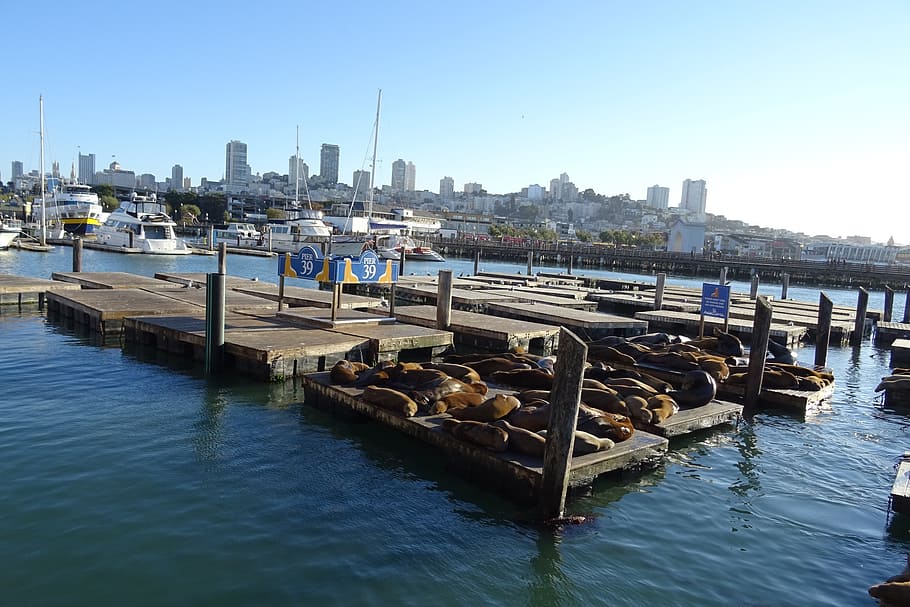 sea lion, animal, marine, wildlife, mammal, fauna, water, pier 39, embarcadero, bay