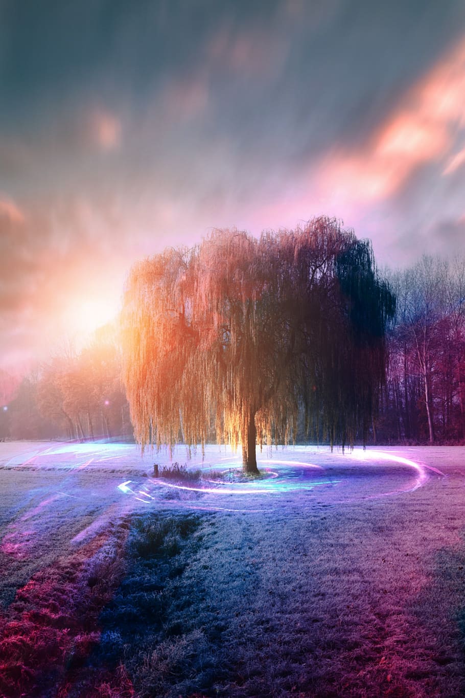 willow, tree, winter, light, color, sky, clouds, snow, background, shop